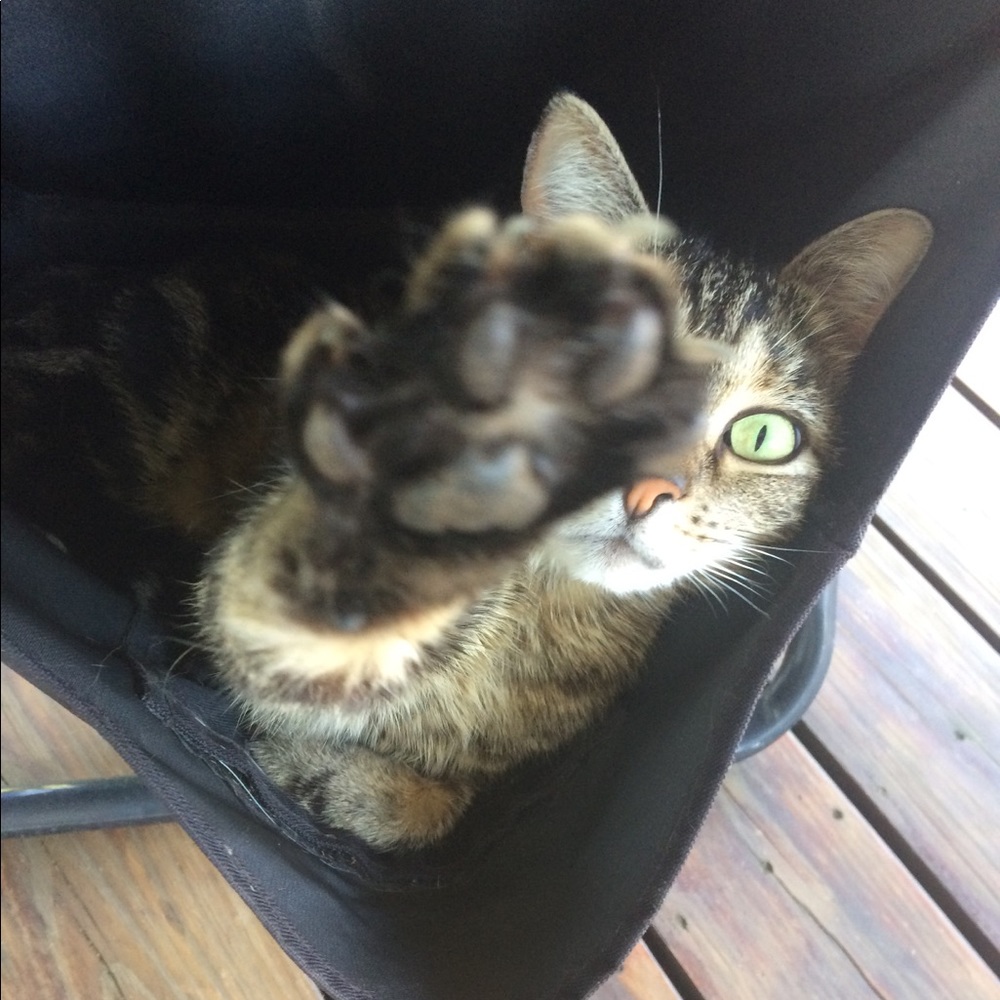 Meet your Posher, Cheyenne